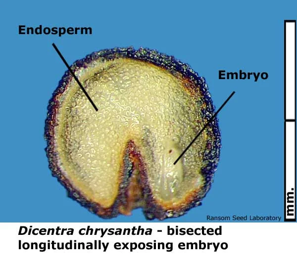 Eleocharis-mac-intact-fruit.jpg