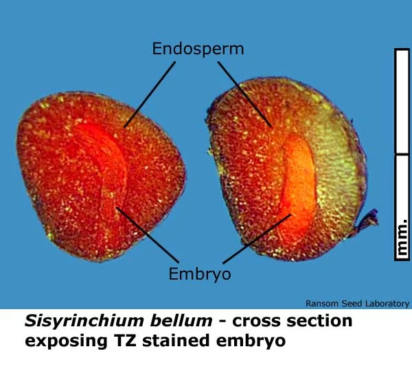 Eleocharis-mac-intact-fruit.jpg