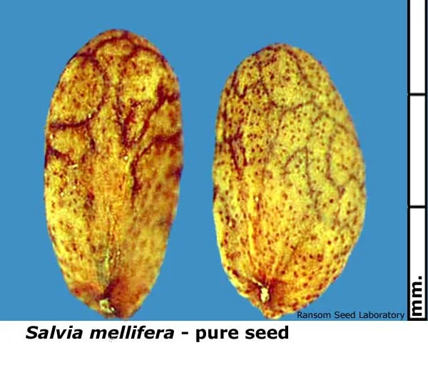 Eleocharis-mac-intact-fruit.jpg