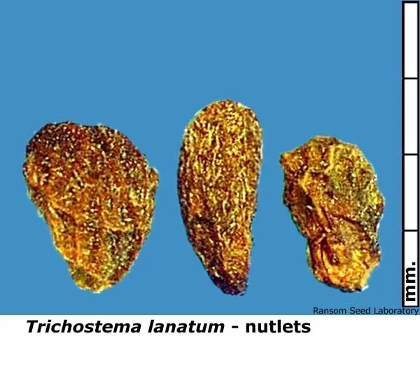 Eleocharis-mac-intact-fruit.jpg