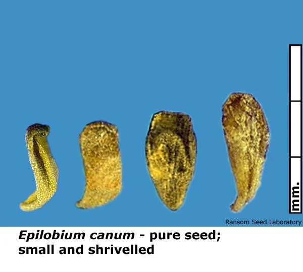 Salvia-mel-bisect_top.jpg