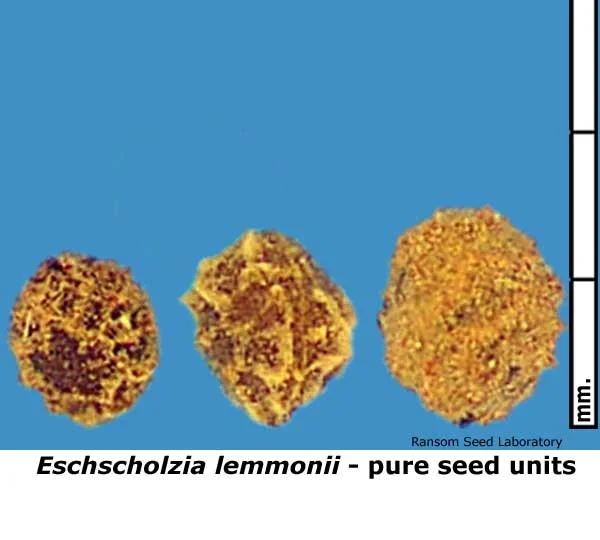 Eleocharis-mac-intact-fruit.jpg
