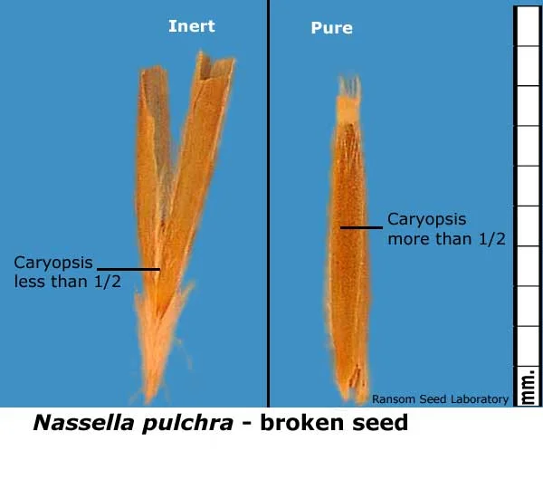 Eleocharis-mac-intact-fruit.jpg
