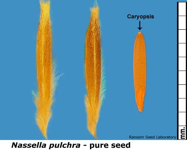 Salvia-mel-bisect_top.jpg