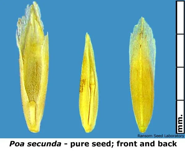 Eleocharis-mac-intact-fruit.jpg