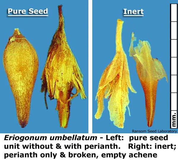 Eleocharis-mac-intact-fruit.jpg