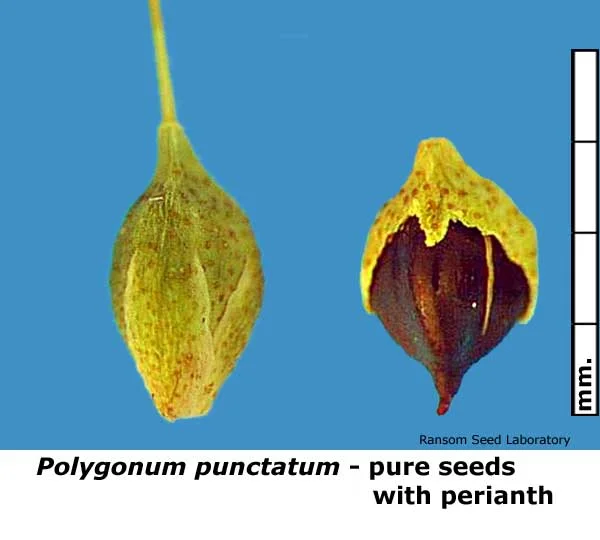 Eleocharis-mac-intact-fruit.jpg