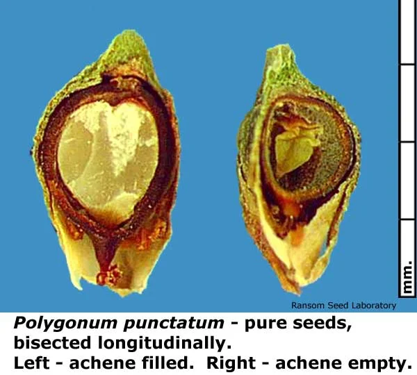 Salvia-mel-bisect_top.jpg