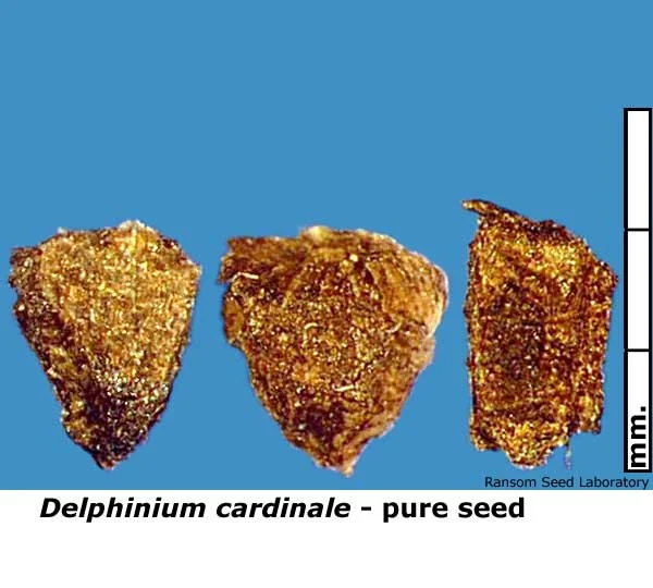 Eleocharis-mac-intact-fruit.jpg