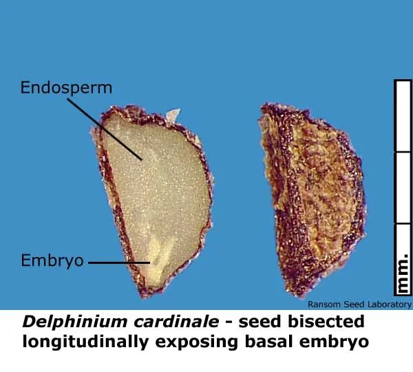 Delphinium-card-bisect-basa.jpg