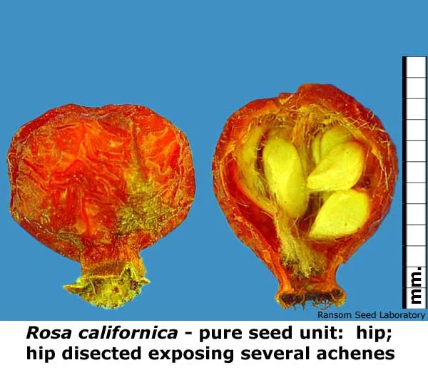 Eleocharis-mac-intact-fruit.jpg