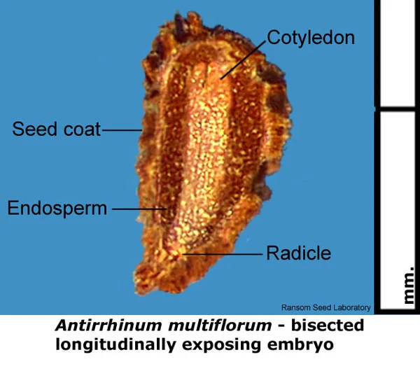 Delphinium-card-bisect-basa.jpg