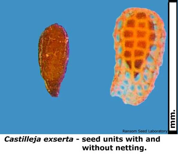 Delphinium-card-bisect-basa.jpg