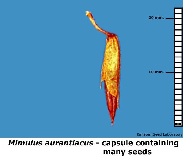 Eleocharis-mac-intact-fruit.jpg