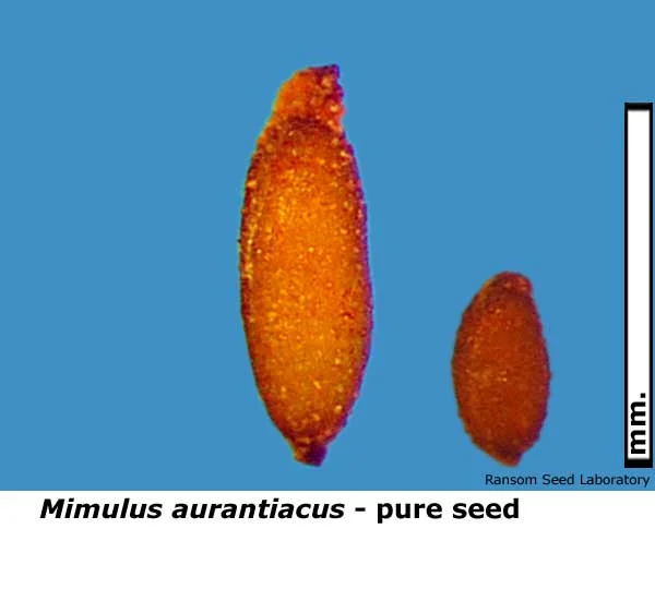 Delphinium-card-bisect-basa.jpg