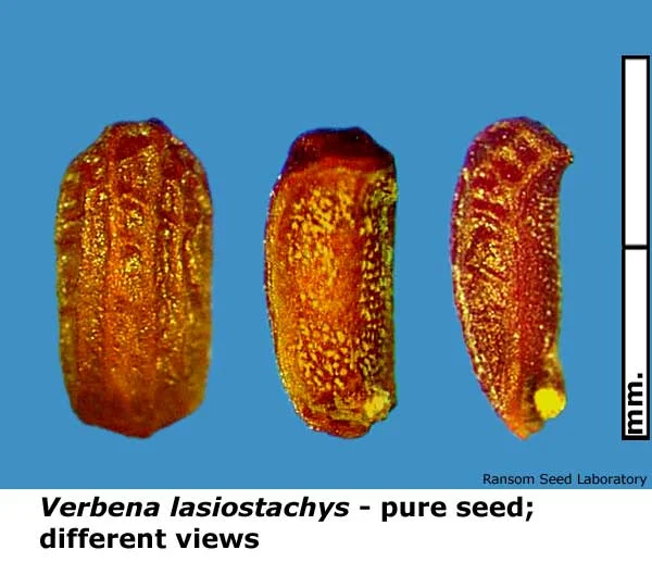 Eleocharis-mac-intact-fruit.jpg