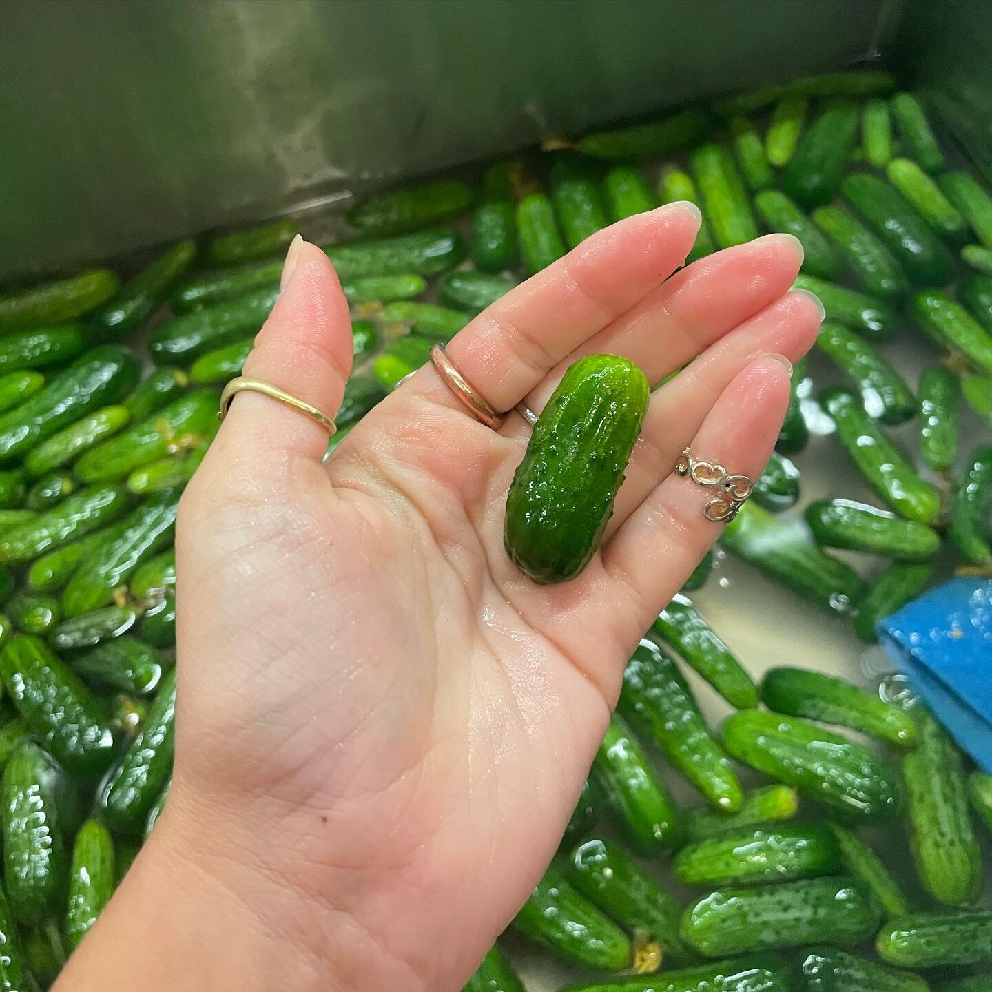 tiny tot

size doesn&rsquo;t matter

#pickles #dillpickles #gherkins #fermentedfoods #homemadepickles #picklesarelife #gherkinsarelife #nobigdill #babycukes #babycukesarethebest #chicagopickles