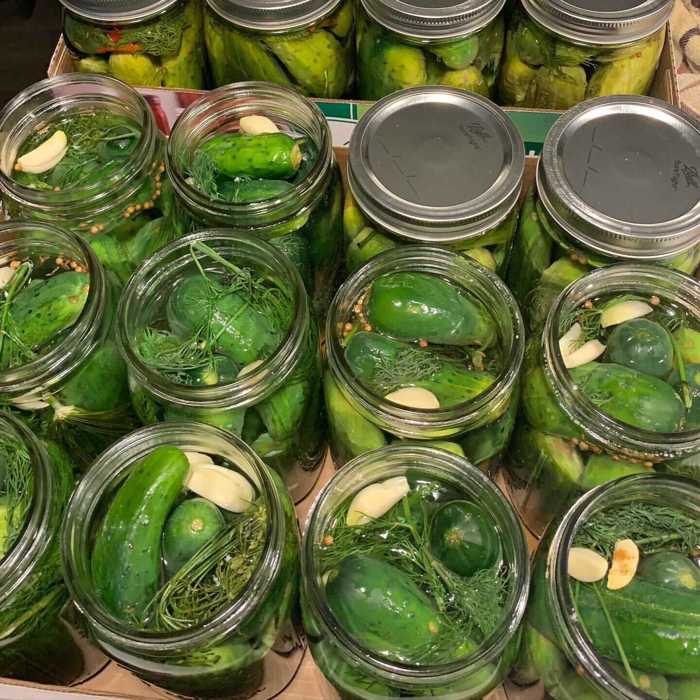 lid them up!

bad days suck. spice it up with our swag. 

#pickles #dillpickles #gherkins #fermentedfoods #homemadepickles #picklesarelife #gherkinsarelife #nobigdill #babycukes #babycukesarethebest