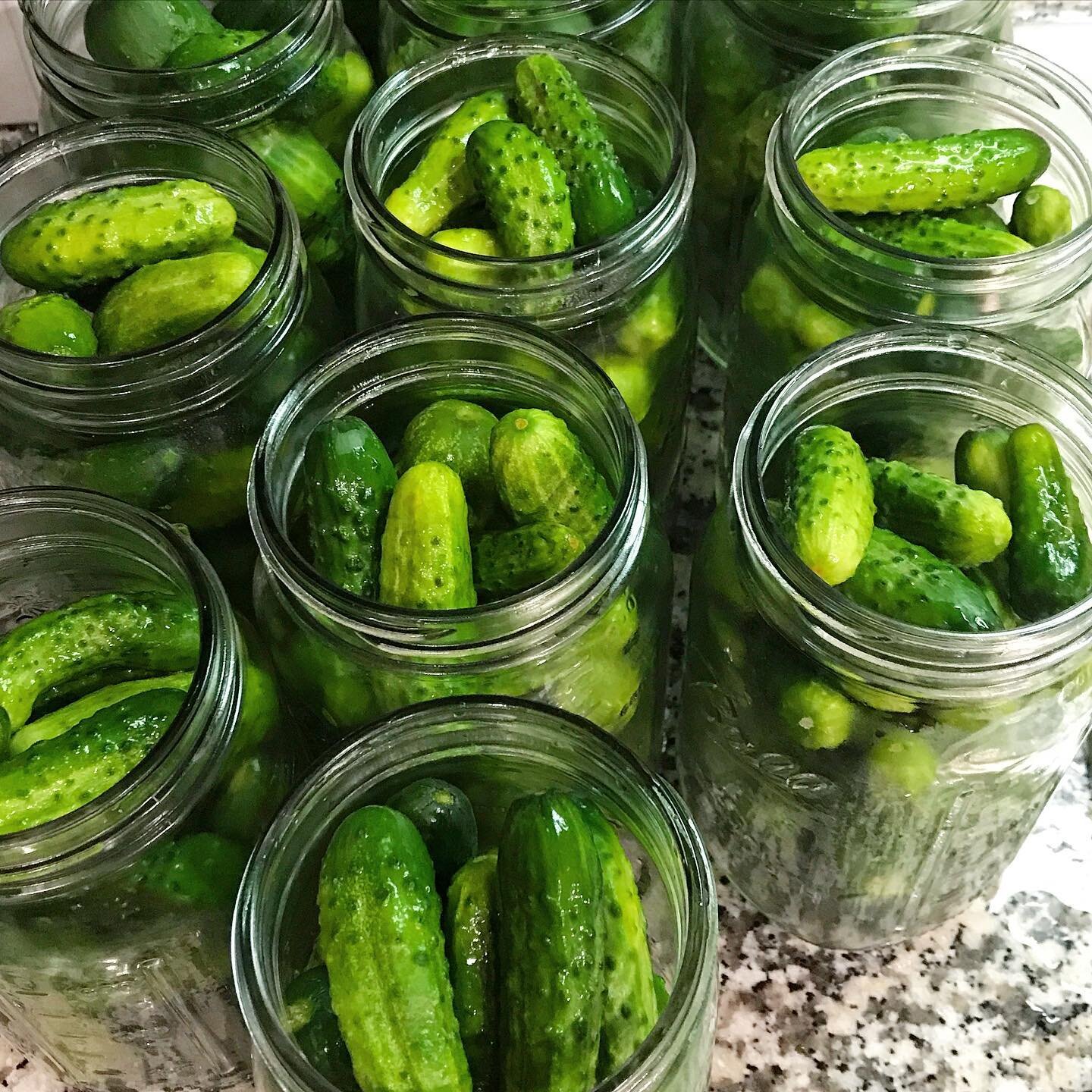 ready for the brine bath

#pickles #dillpickles #gherkins #fermentedfoods #homemadepickles #picklesarelife #gherkinsarelife #nobigdill #babycukes #babycukesarethebest
