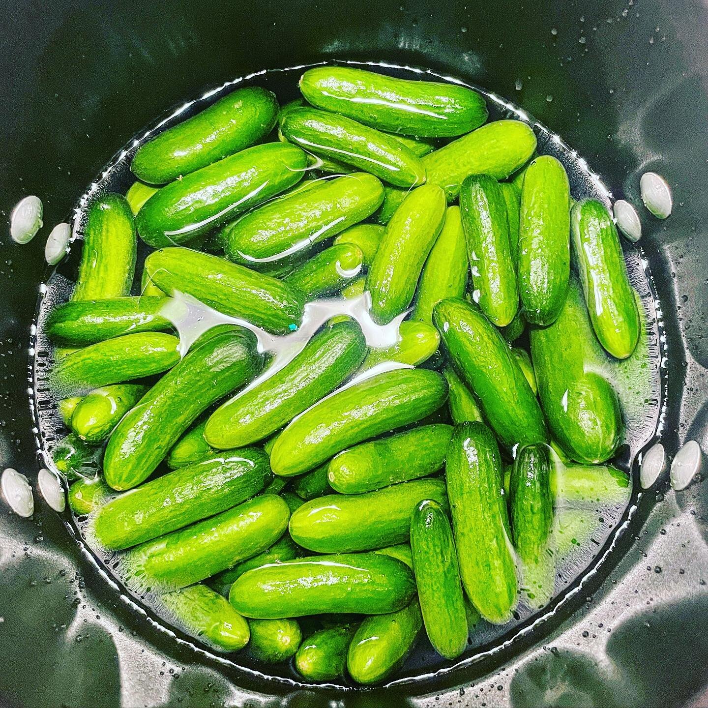 Bath time 

#sizematters #2inchesorless #pickles #dillpickles #gherkins #fermentedfoods #picklesforsale #homemadepickles #picklesarelife #gherkinsarelife #nobigdill #babycukes #babycukesarethebest #chicagopickles