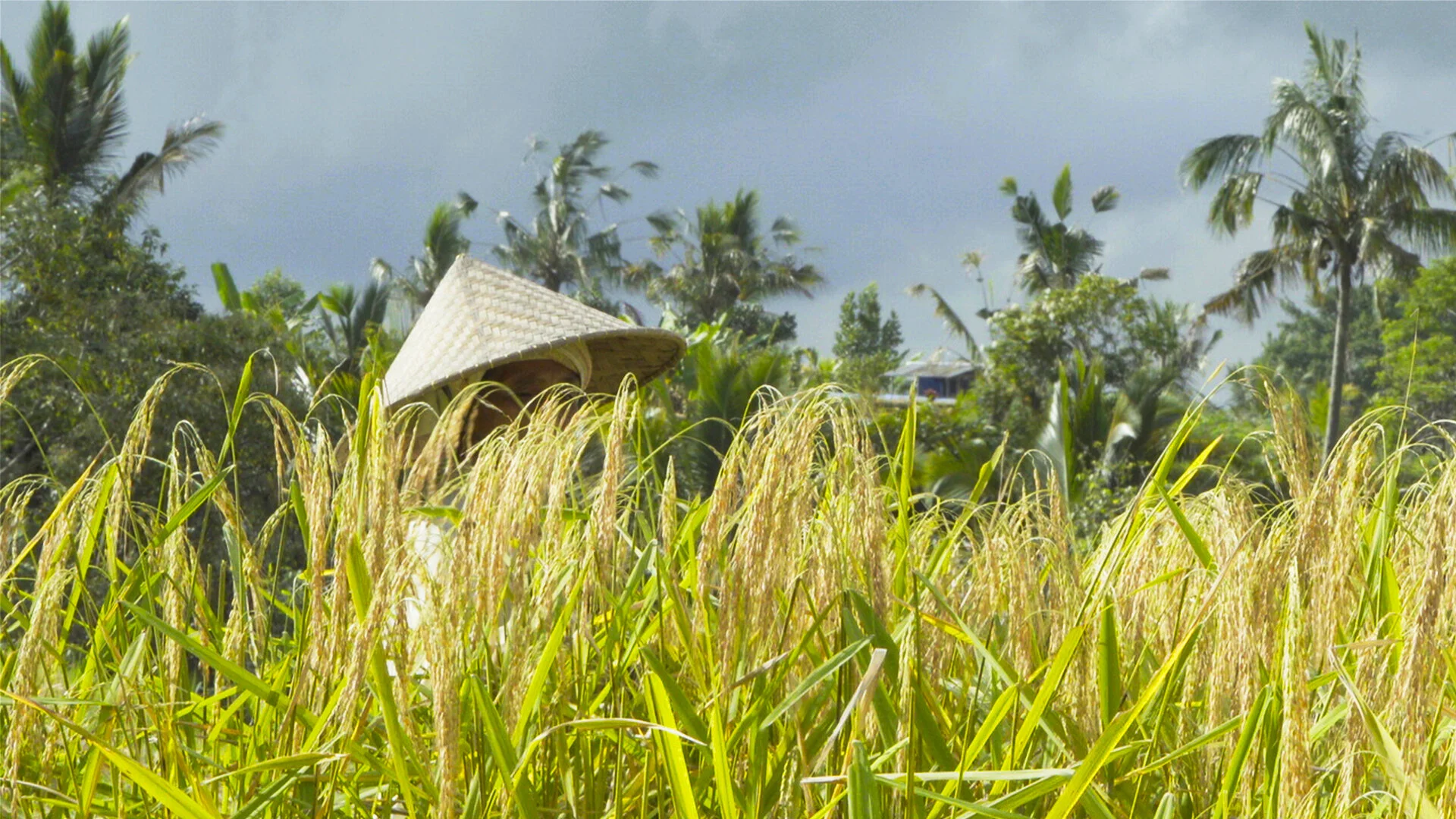 YYang_MadeinParadise 1.JPG