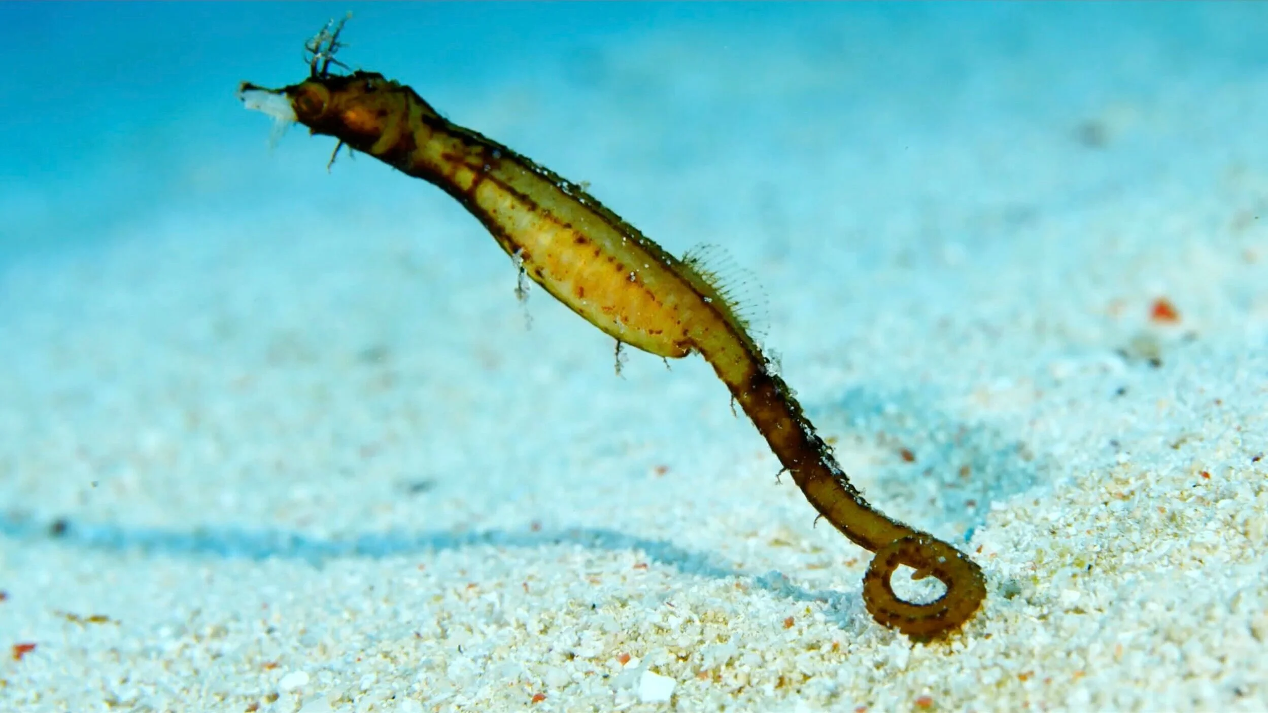 Screen Shot 2020-12-20 at 9.39.22 PM.jpeg