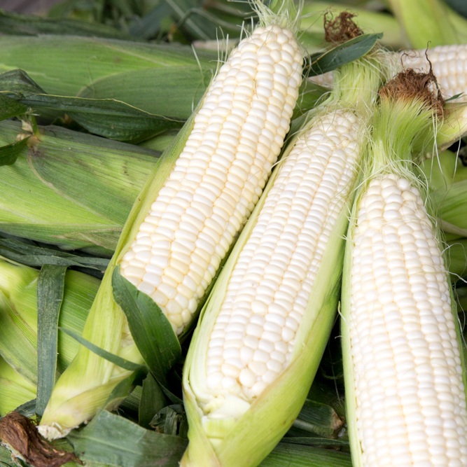 White Swt Corn.jpg