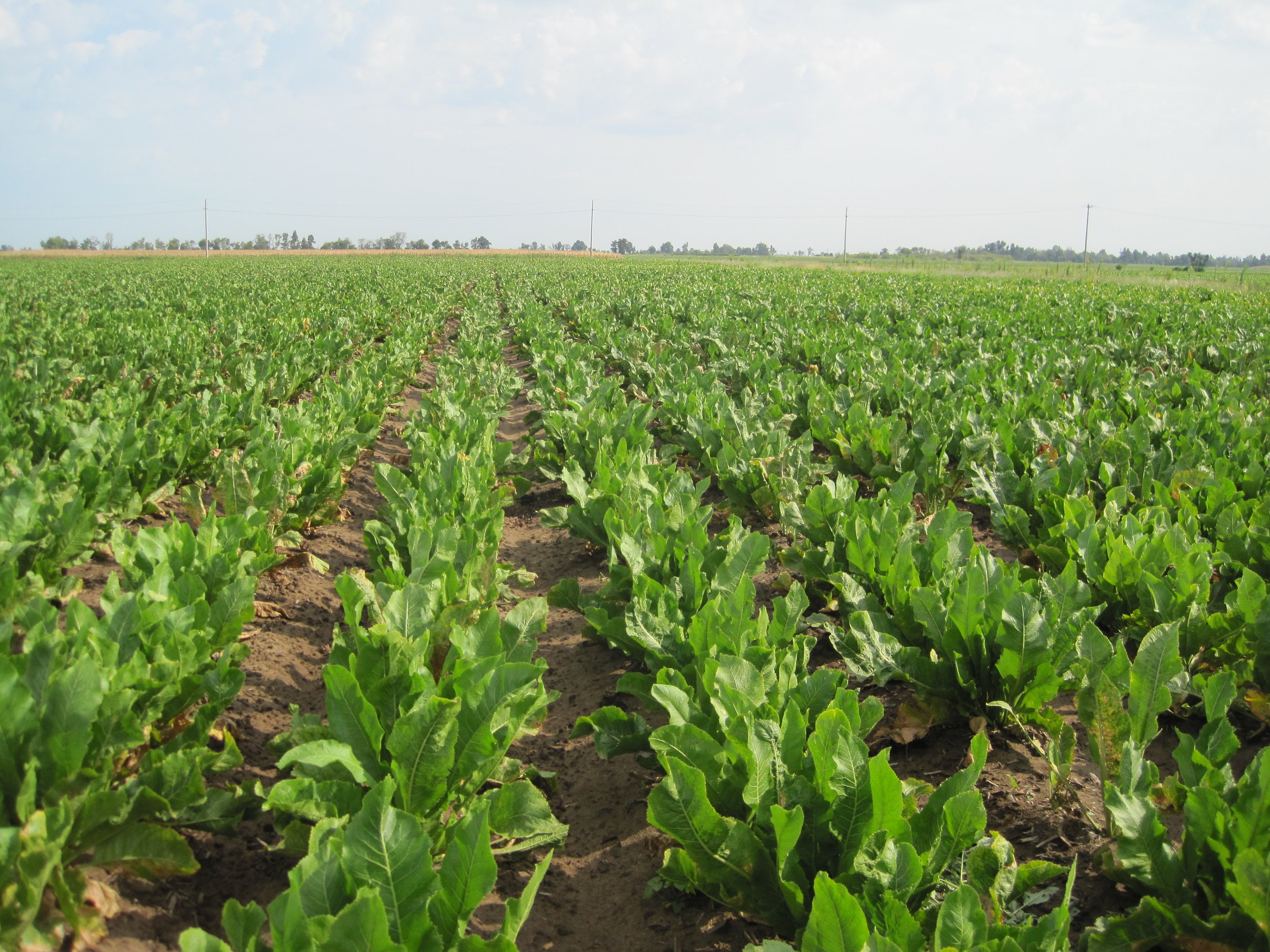 Horseradish — Keller Farms, Inc.