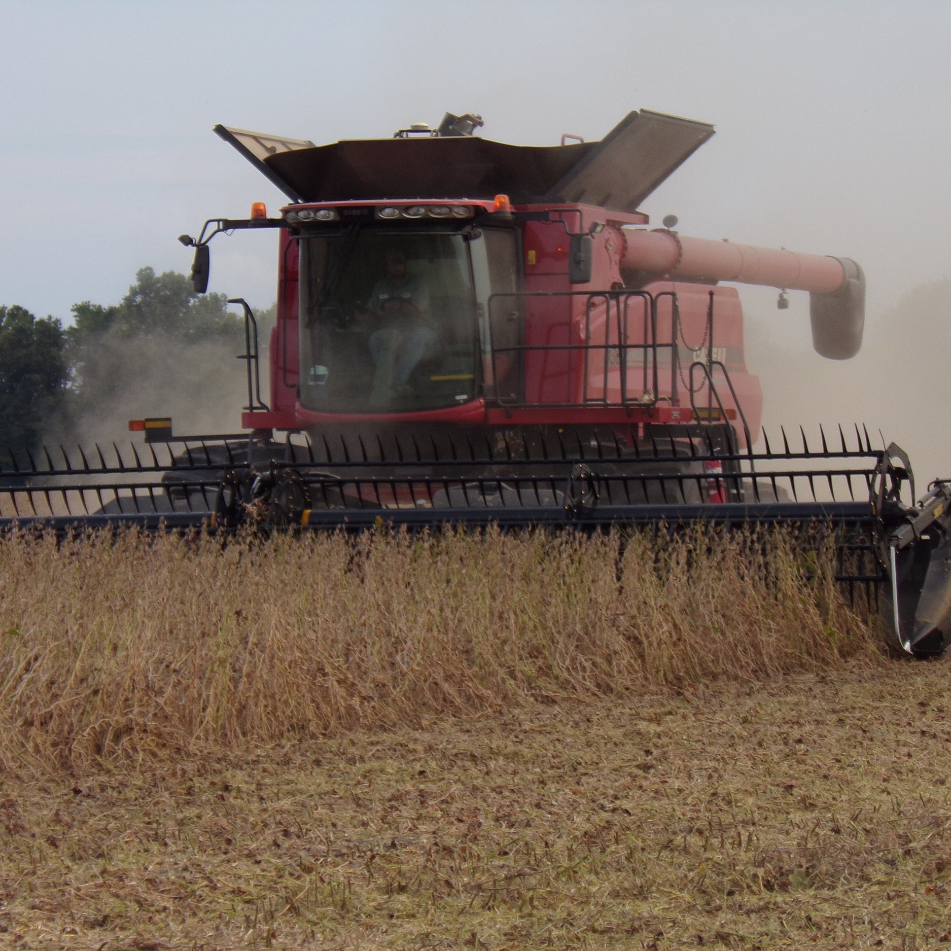 Bean Harvest-Wagon Wheel 2015 (38).JPG