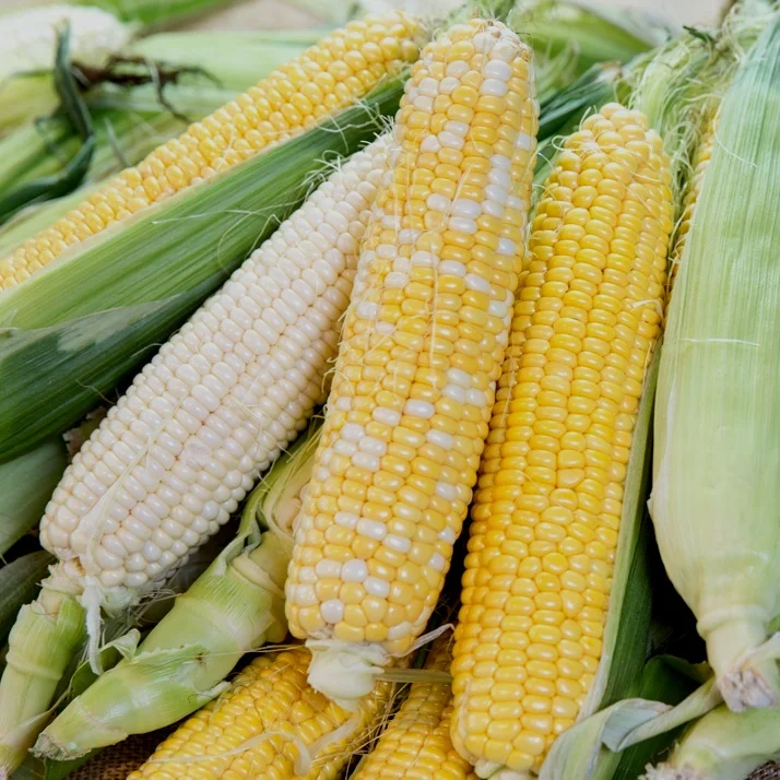 Sweet+Corn-variety.jpg