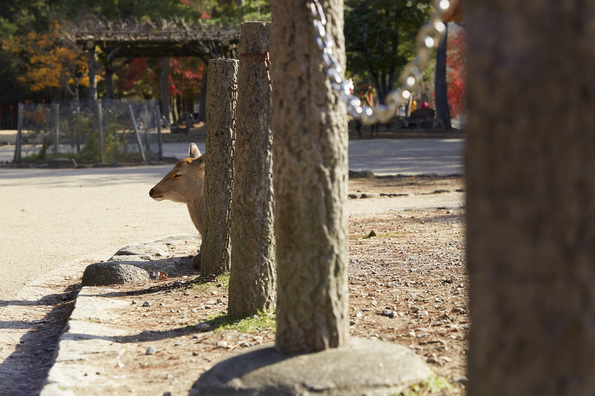   Nara, Japan  