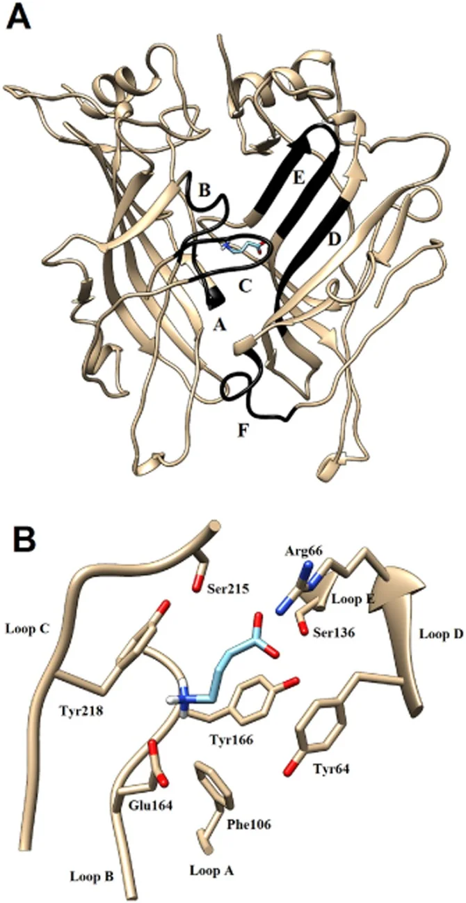 bph13158-fig-0004-m.jpg