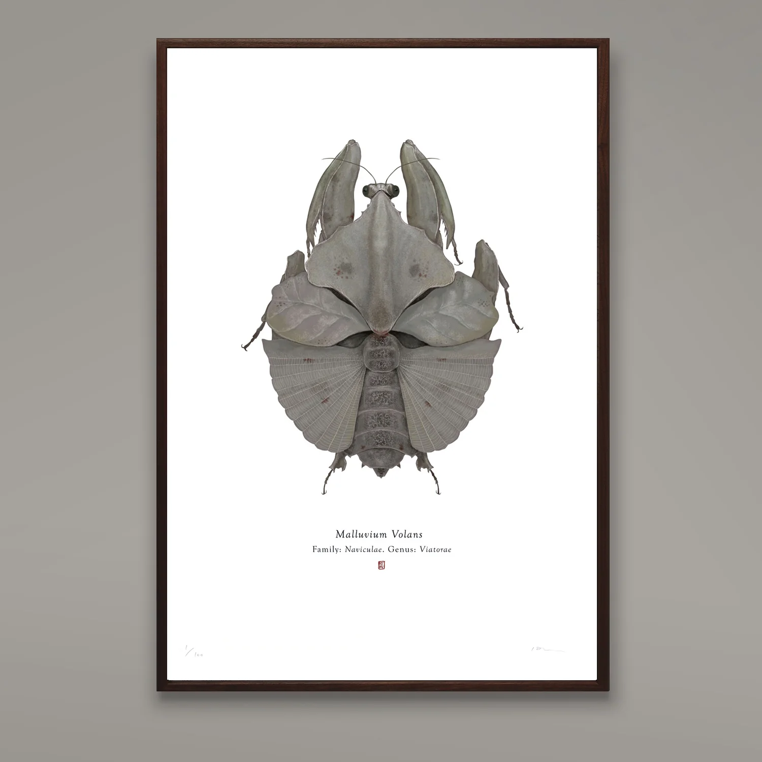 Malluvium Volans