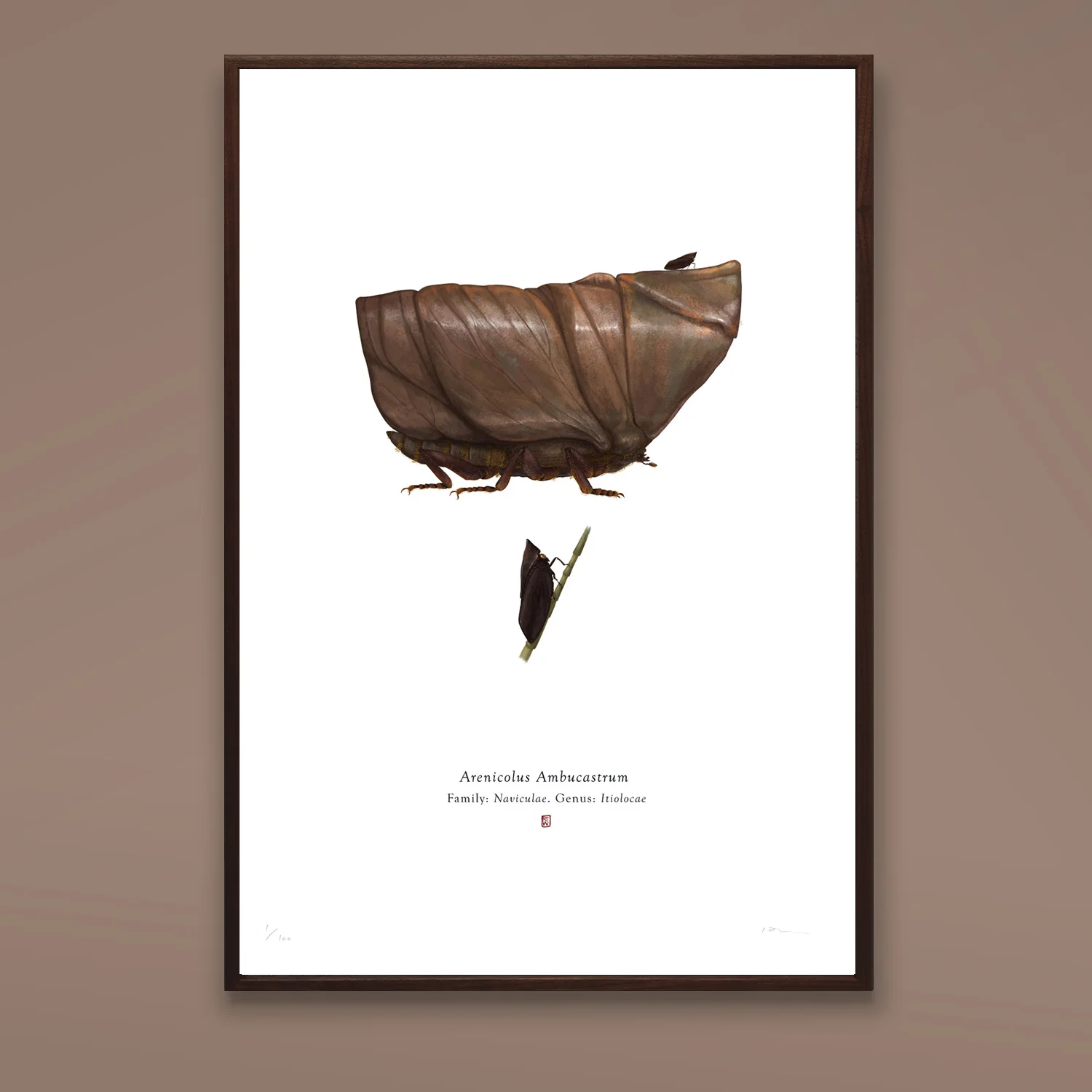 Arenicolus Ambucastrum