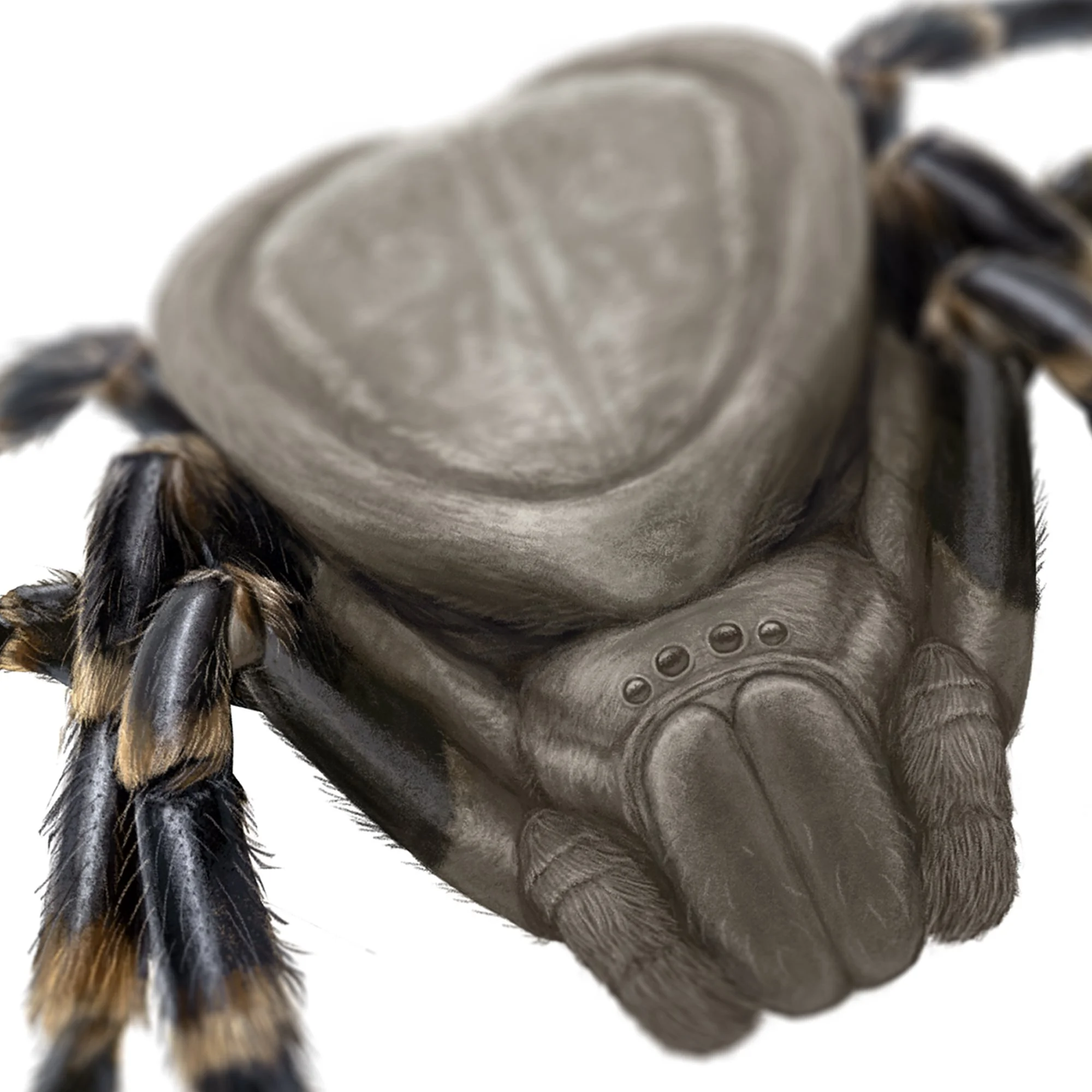 predator_masked_det1_sq1.jpg