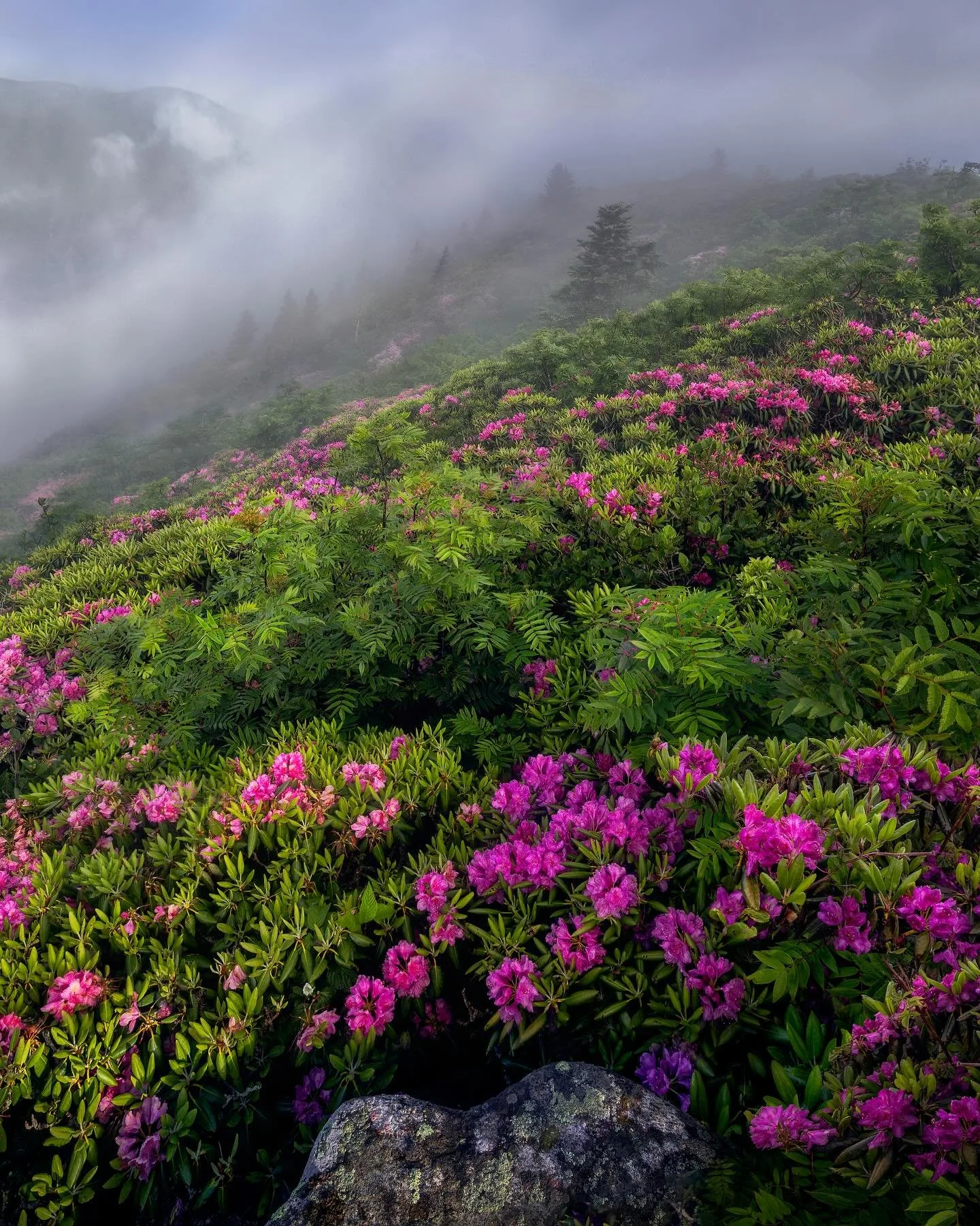 &ldquo;Breath of the Mountains&rdquo;
One of the enchanting features of the Blue Ridge Mountains is the endless layers of thick fog surrounding mountain peaks at sunrise. Like white oceans, they line the ridges, adding an almost ethereal feeling to t