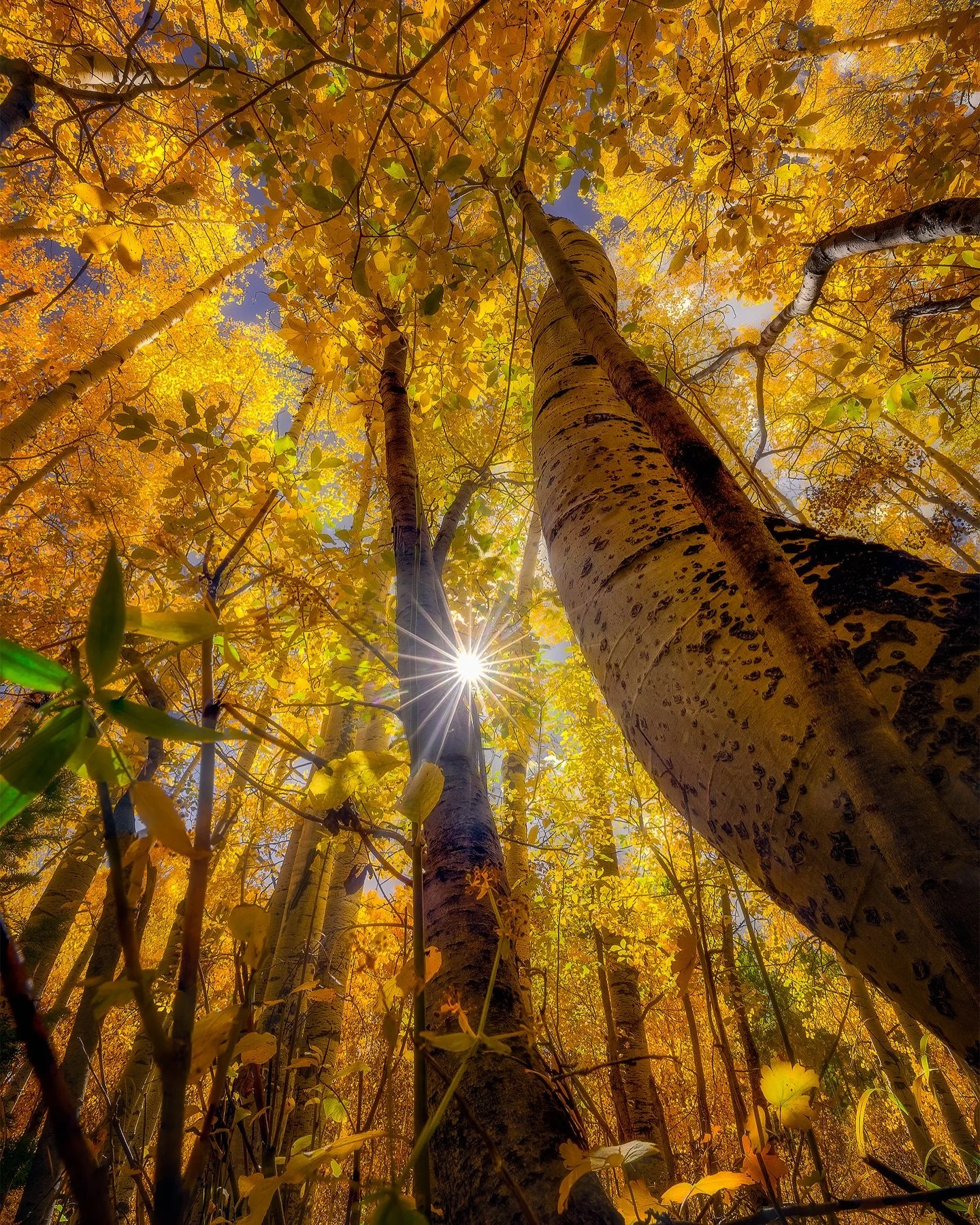 Crisp air and shorter daylight signal the end of warmer weather and the beginning of cooler days. Lush green leaves change as the world fills with rich arrays of gold, red, and orange. Like a tapestry of warmth, colorful foliage blankets mountainside