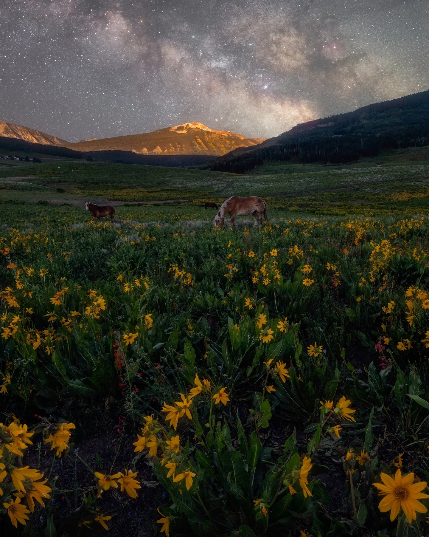 &ldquo;Grazing Under Starlight&rdquo;

As the weather warms, lush flower beds bloom, blanketing the mountainsides in rich color. Life teems in the high country with the hum and activity of animals and insects, creating a stark contrast to the frozen 