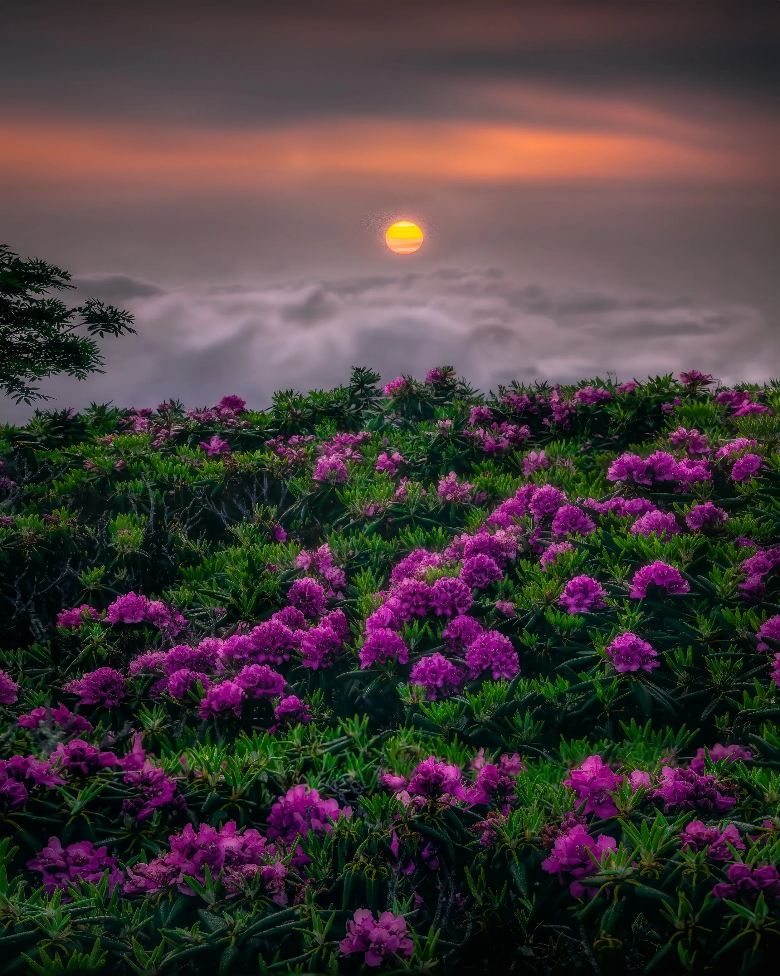 Warm weather and longer days signal the arrival of Spring. Now through June, wild flowers from mountain laurels to rhododendrons will be blooming in the mountains of Tennessee and North Carolina. Here are a few of my favorites.