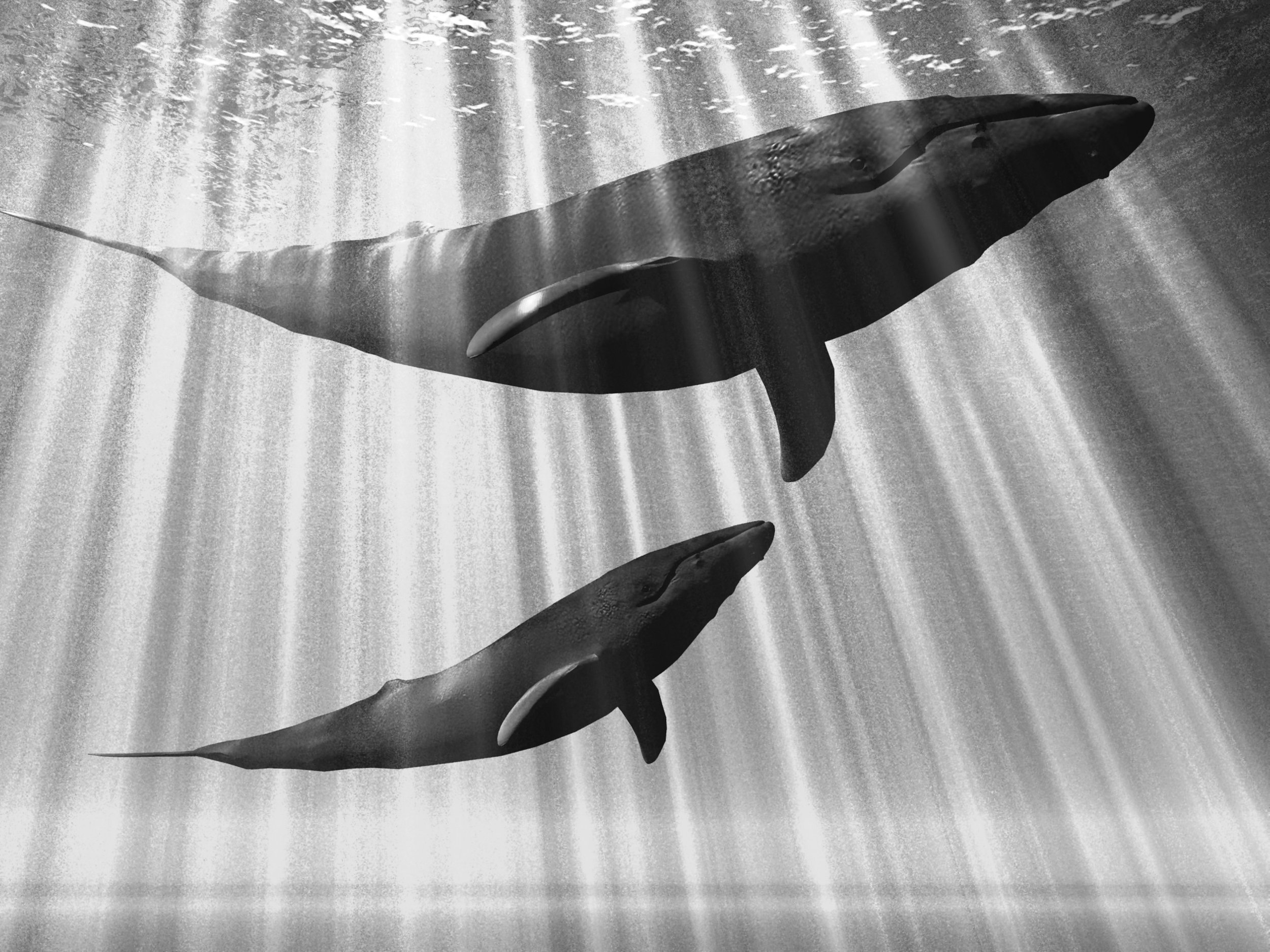 whale-light-bw.jpg