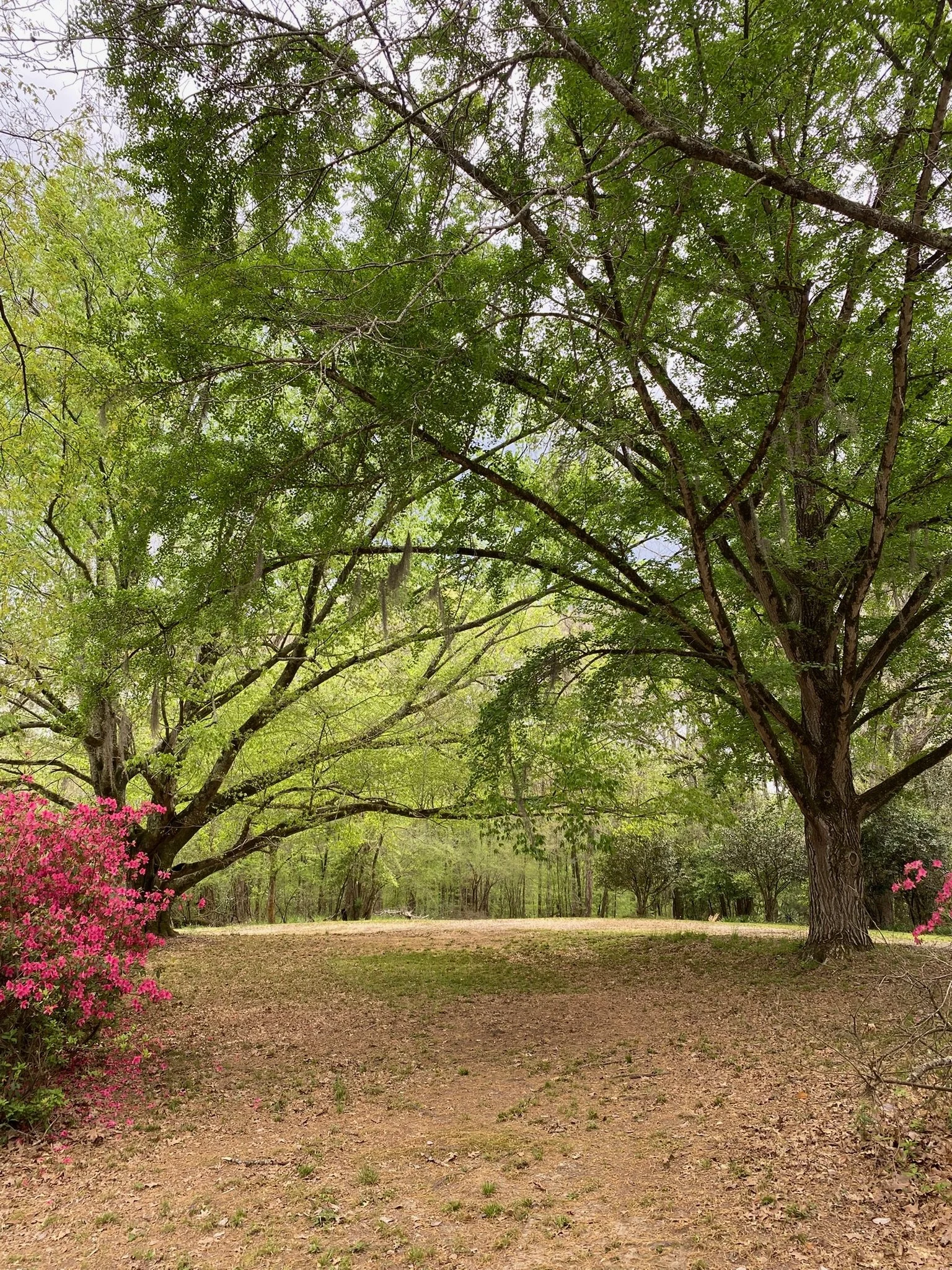 Trees-Collina.jpeg