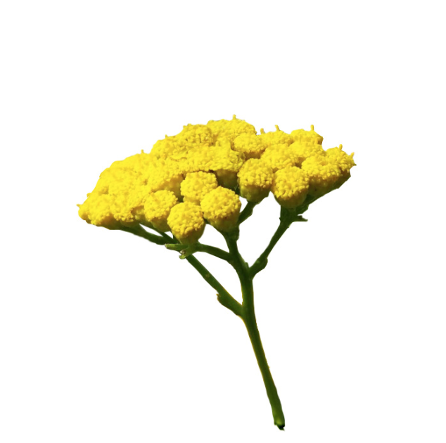 BlueTansyIngredient.png