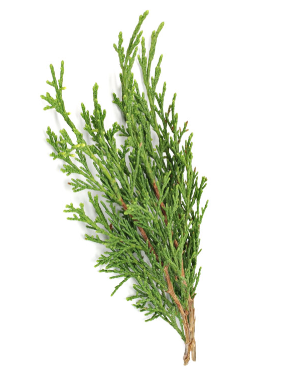 CypressIngredient.png