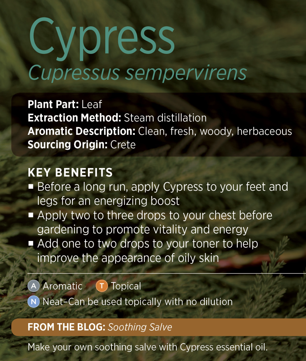 CypressPresentation.png