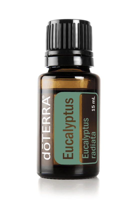 Eucalyptus.png