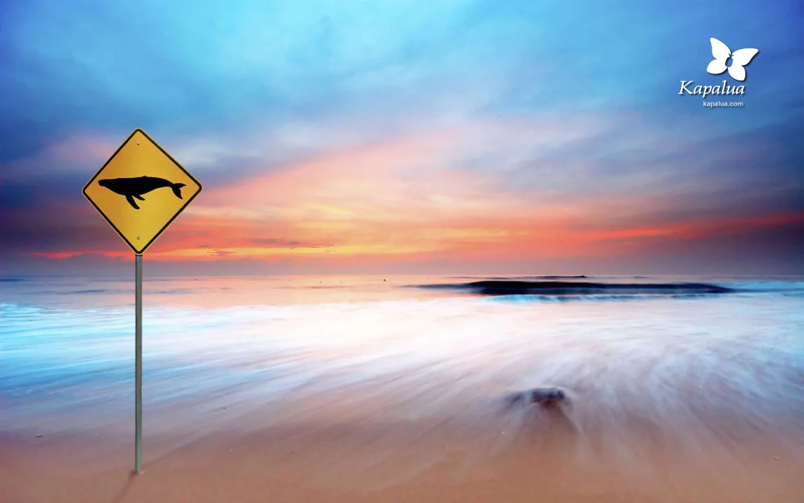Kapalua1.jpg
