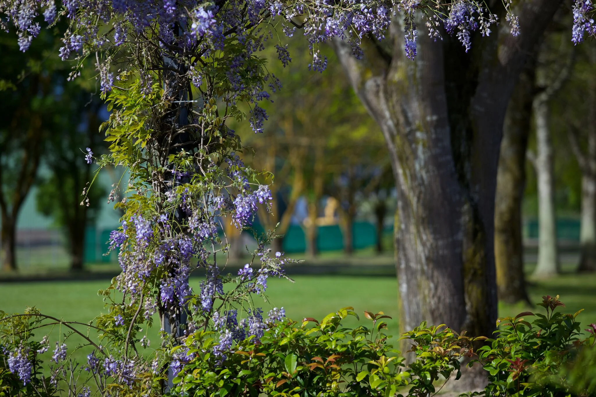 Country Racing Victoria