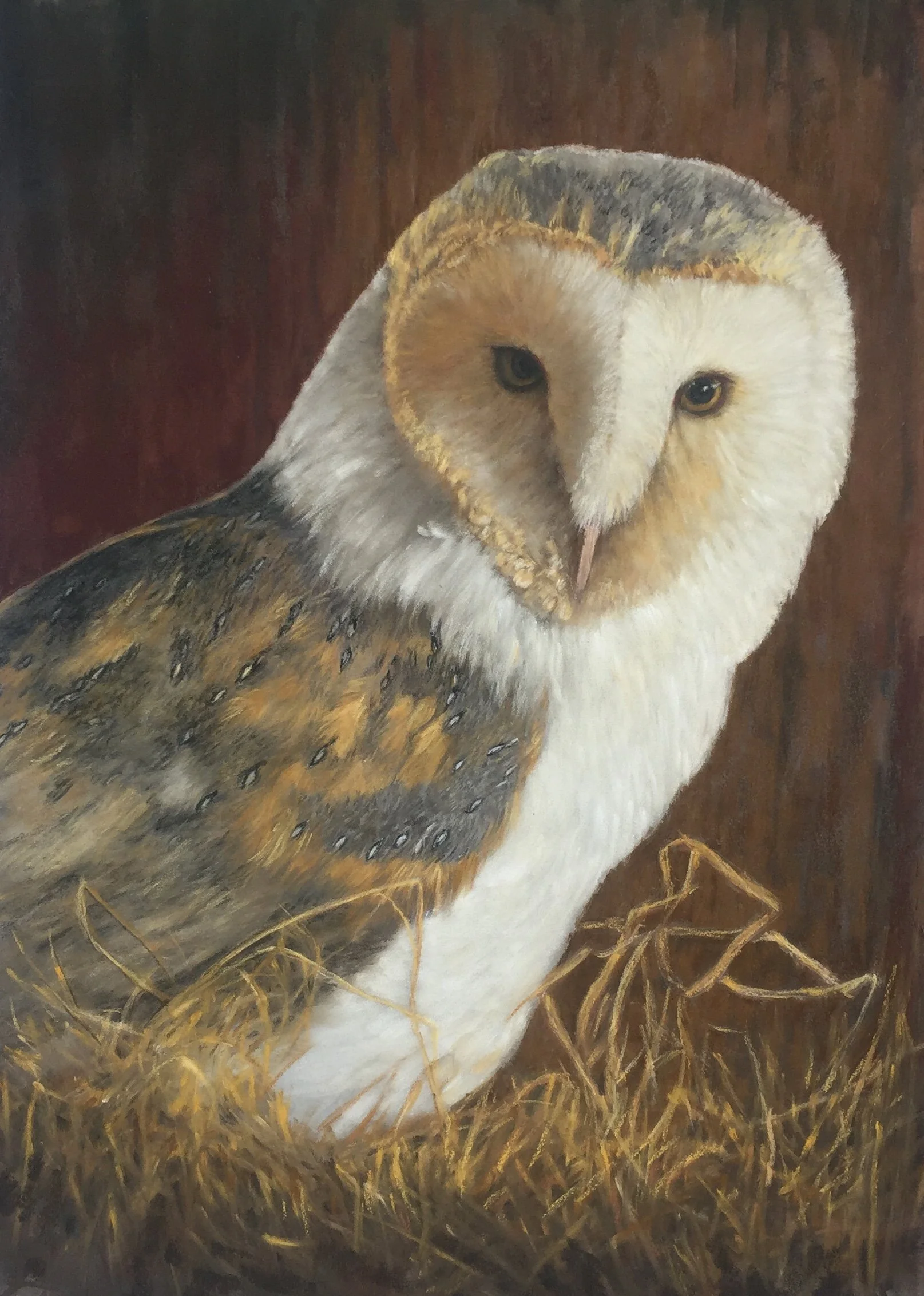 SW_2019_BarnOwl.jpeg