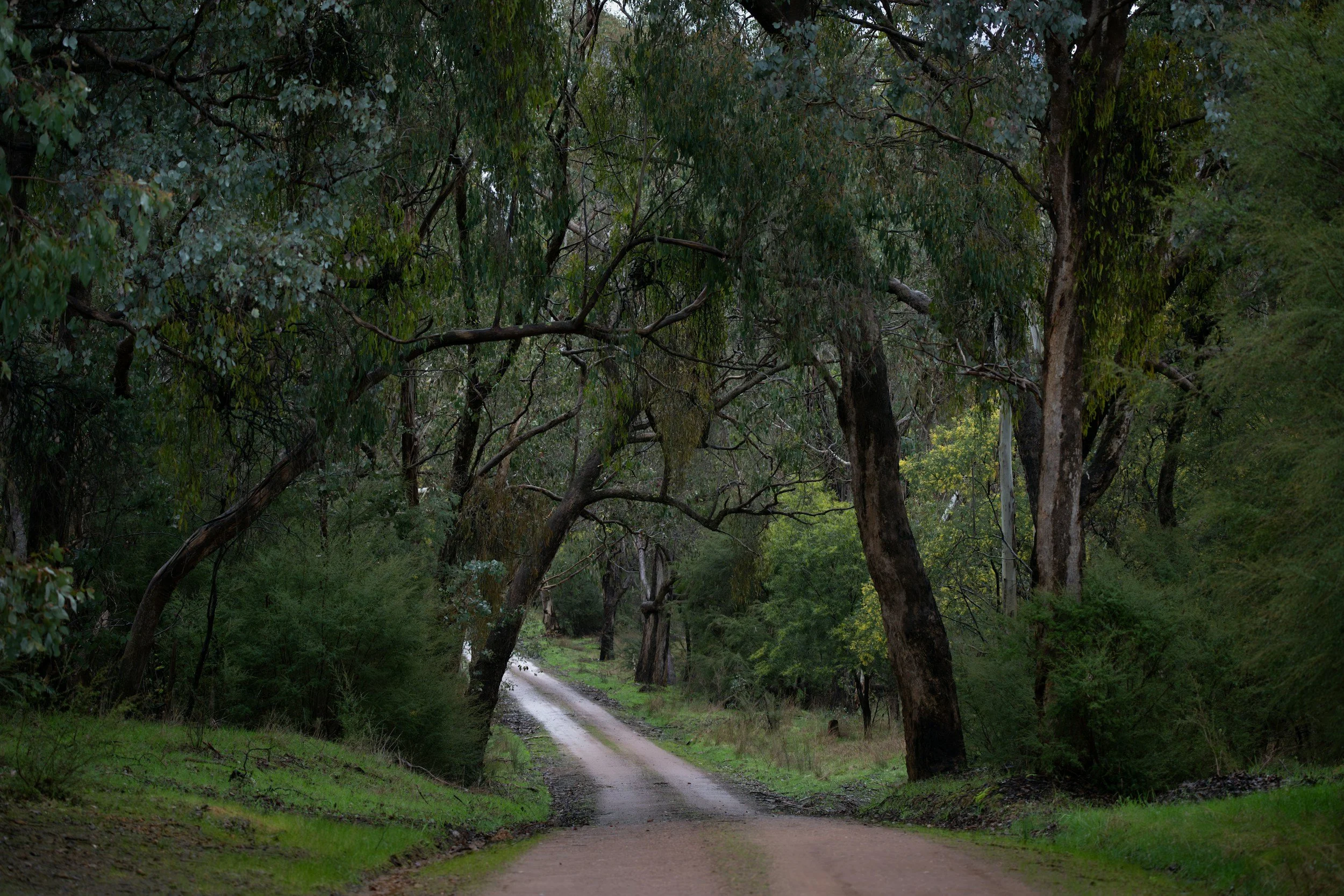 Image of Australia bush road