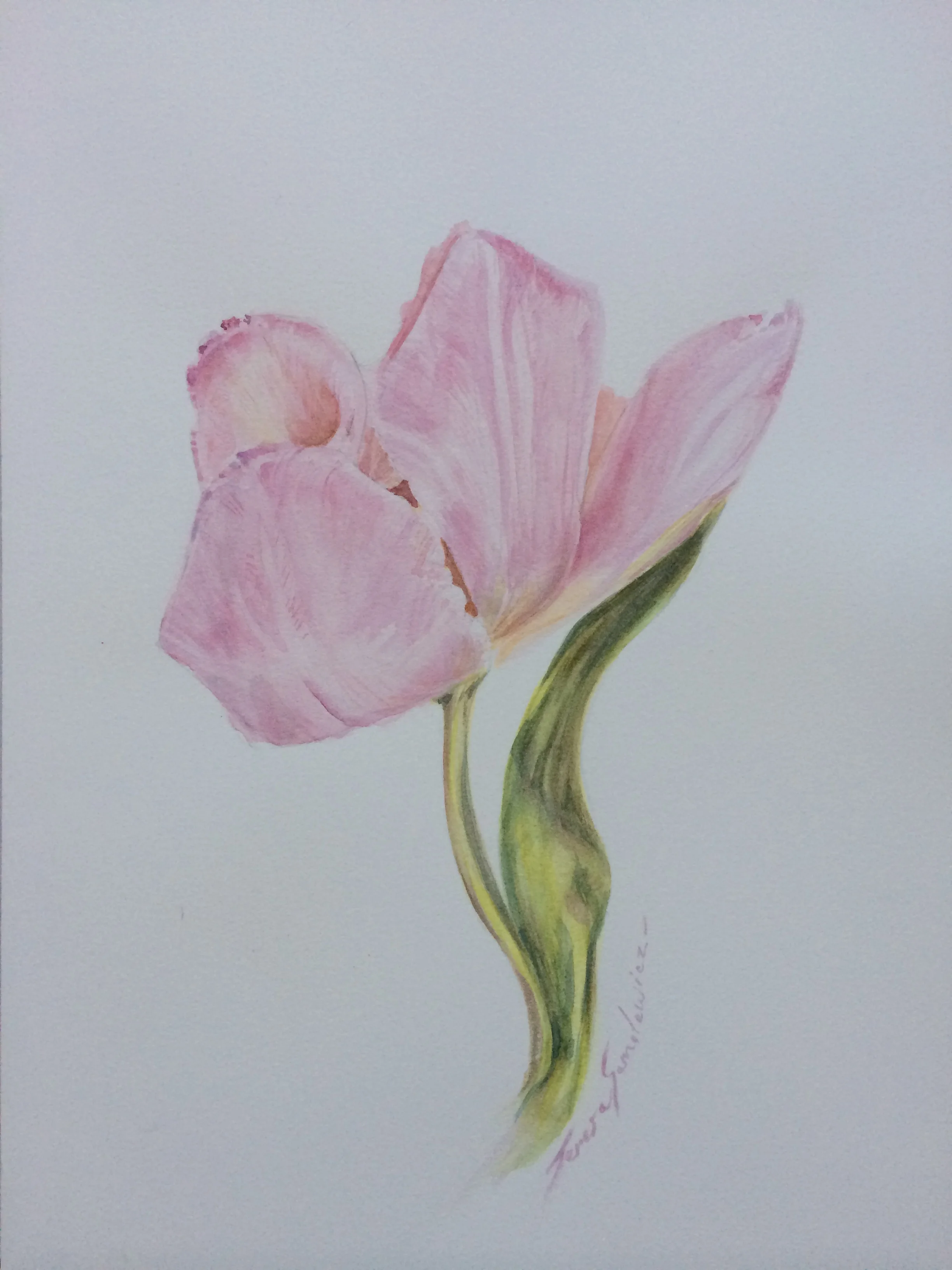 Teresa Samolewicz Art. Tulip in Soft Pink .JPG